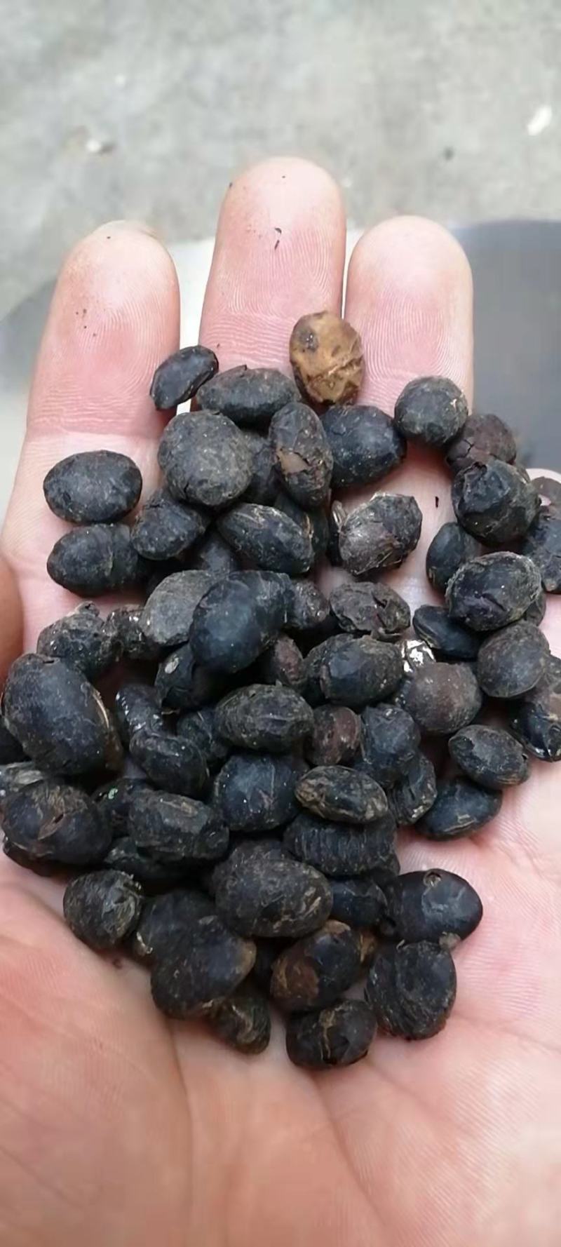 淡豆豉药用淡豆豉干豆豉无硫中药材