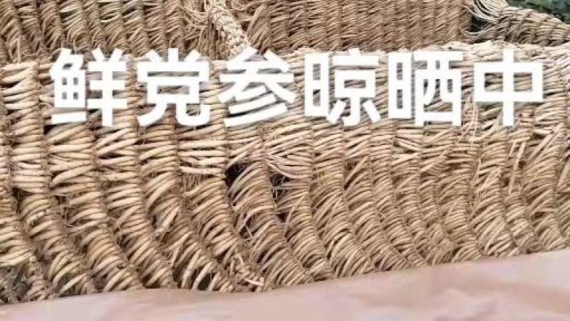 甘肃岷县白条党参大党参无硫干货产地直供量大从优