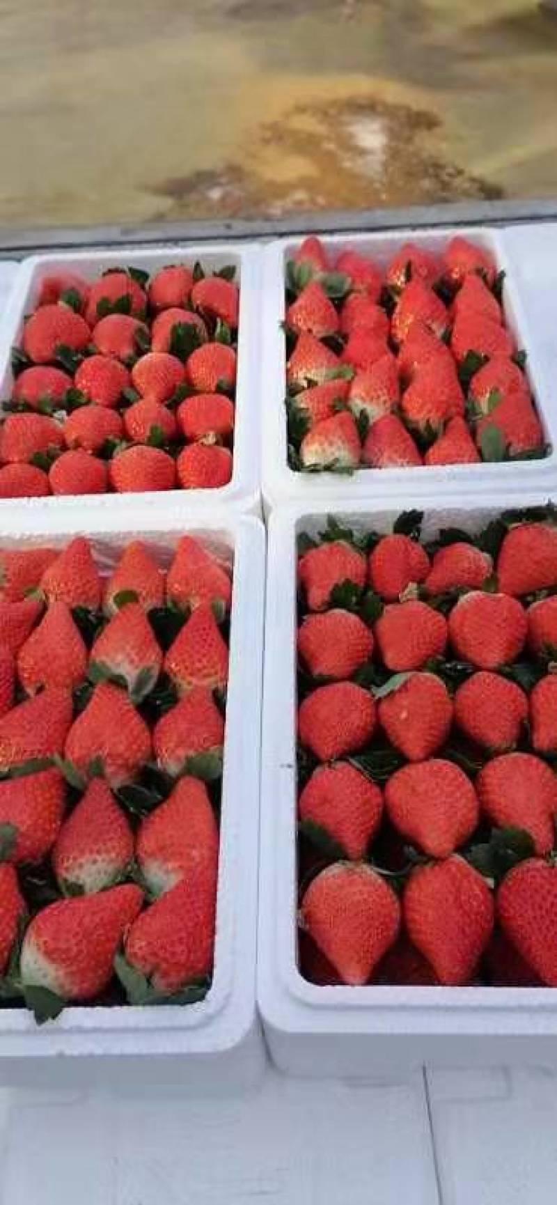 草莓奶油草莓产地一手货源市场精品电商平台社区团购供应