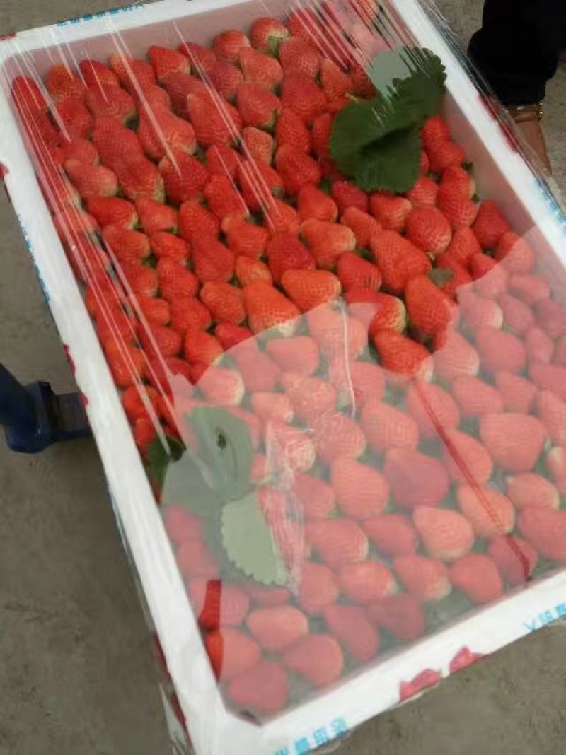 草莓奶油草莓产地一手货源市场精品电商平台社区团购供应