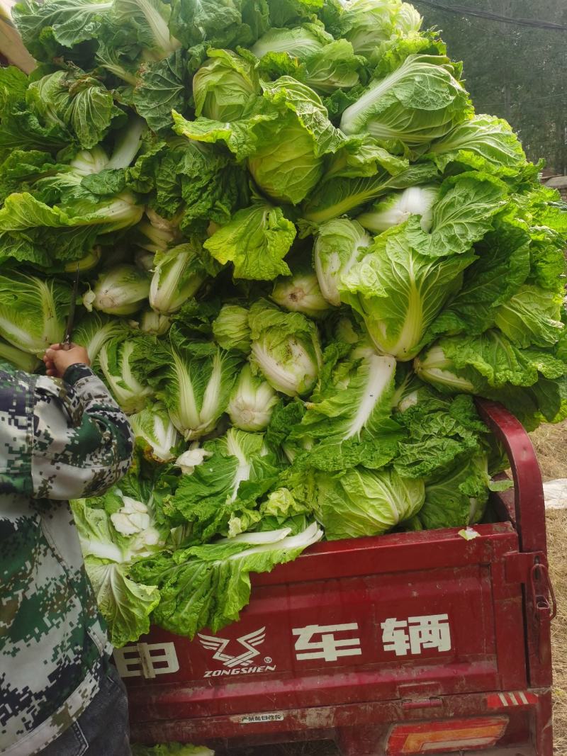 通许大白菜夏阳白菜货源充足产地直发对接全国各地客商