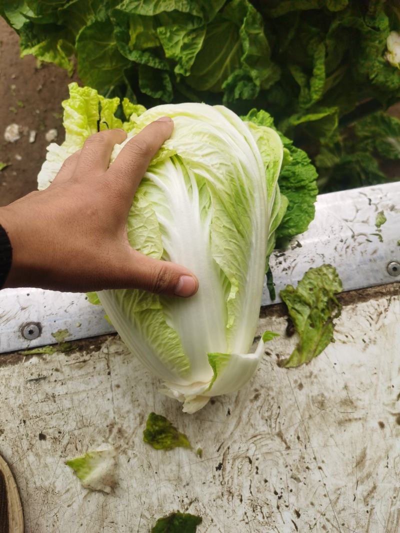 通许大白菜夏阳白菜货源充足产地直发对接全国各地客商