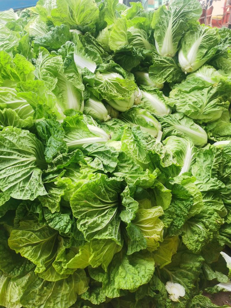 通许大白菜夏阳白菜货源充足产地直发对接全国各地客商