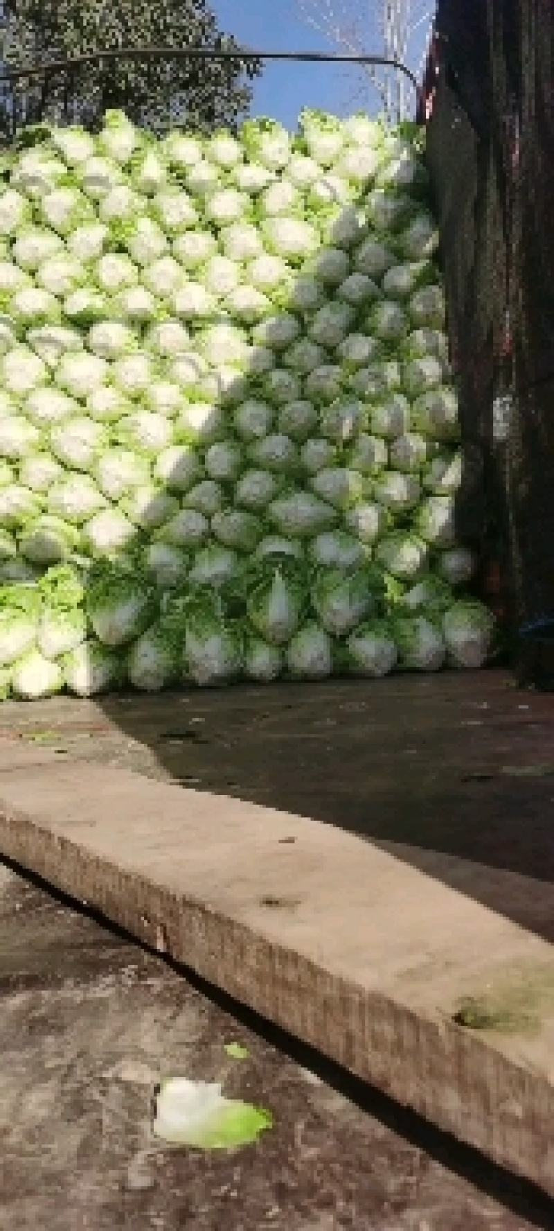 通许大白菜夏阳白菜货源充足产地直发对接全国各地客商