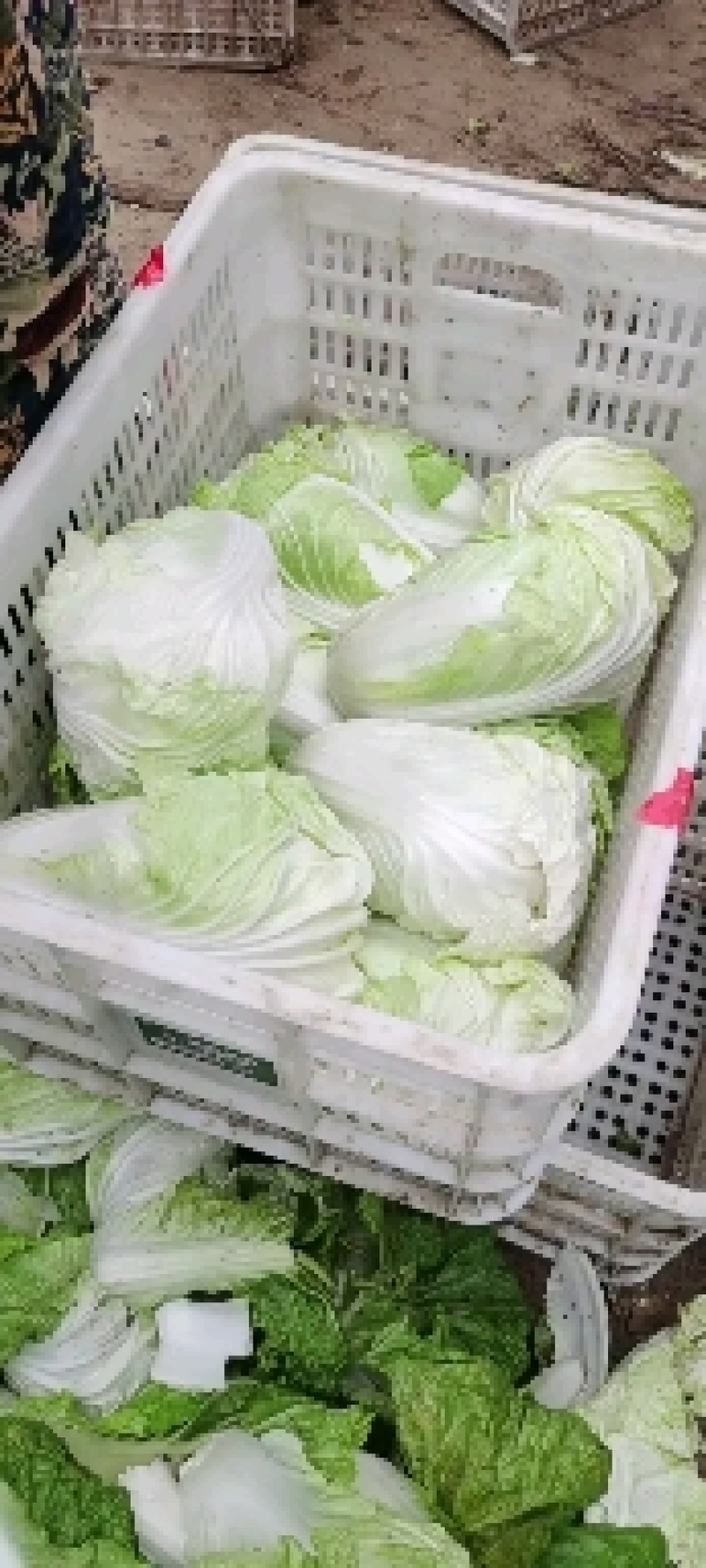 通许大白菜夏阳白菜货源充足产地直发对接全国各地客商