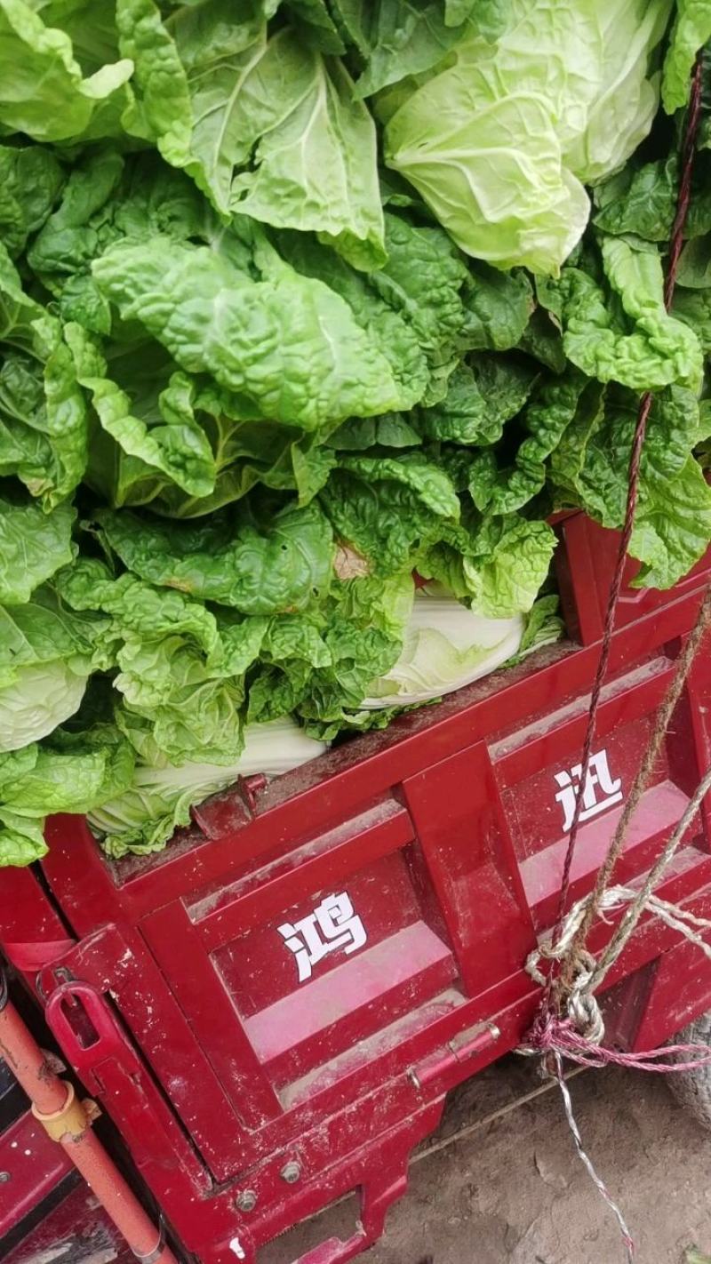 通许大白菜夏阳白菜货源充足产地直发对接全国各地客商