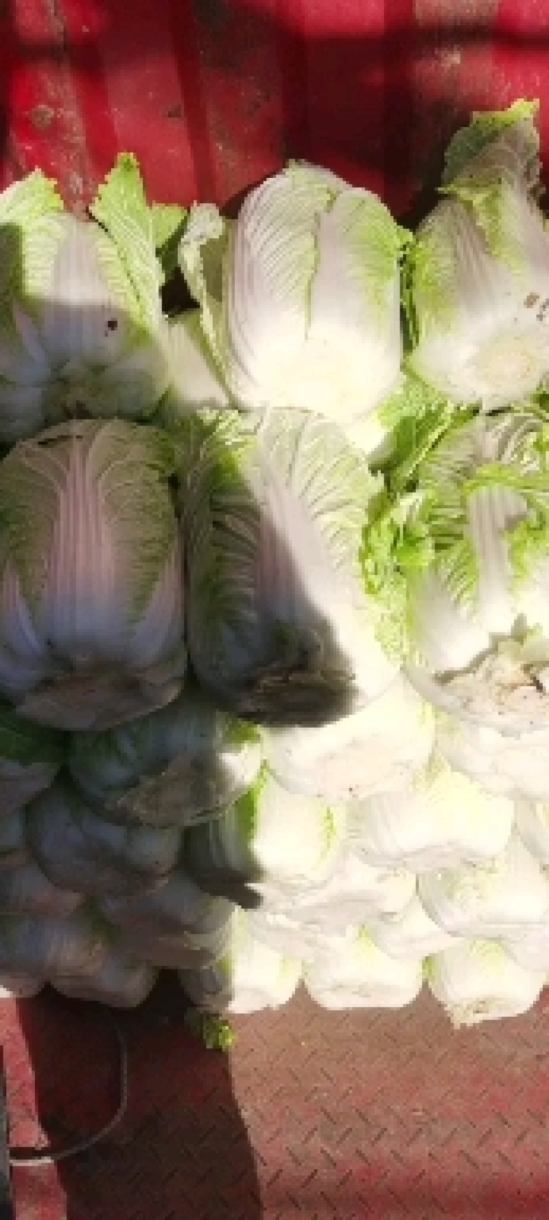 通许大白菜夏阳白菜货源充足产地直发对接全国各地客商
