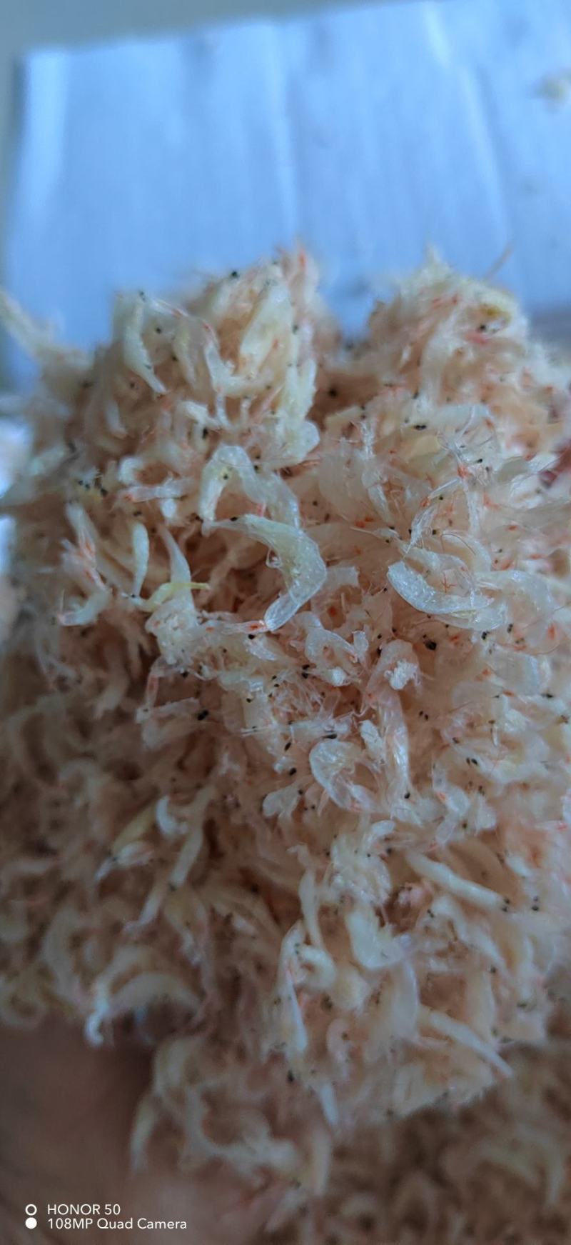 无盐虾皮干度好即食老幼含钙汤料调味毛虾海产干货