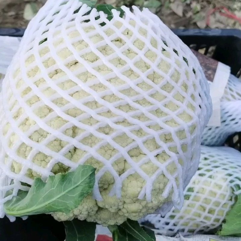花菜白面青梗松花菜河南菜花规格大产地直发量大优惠