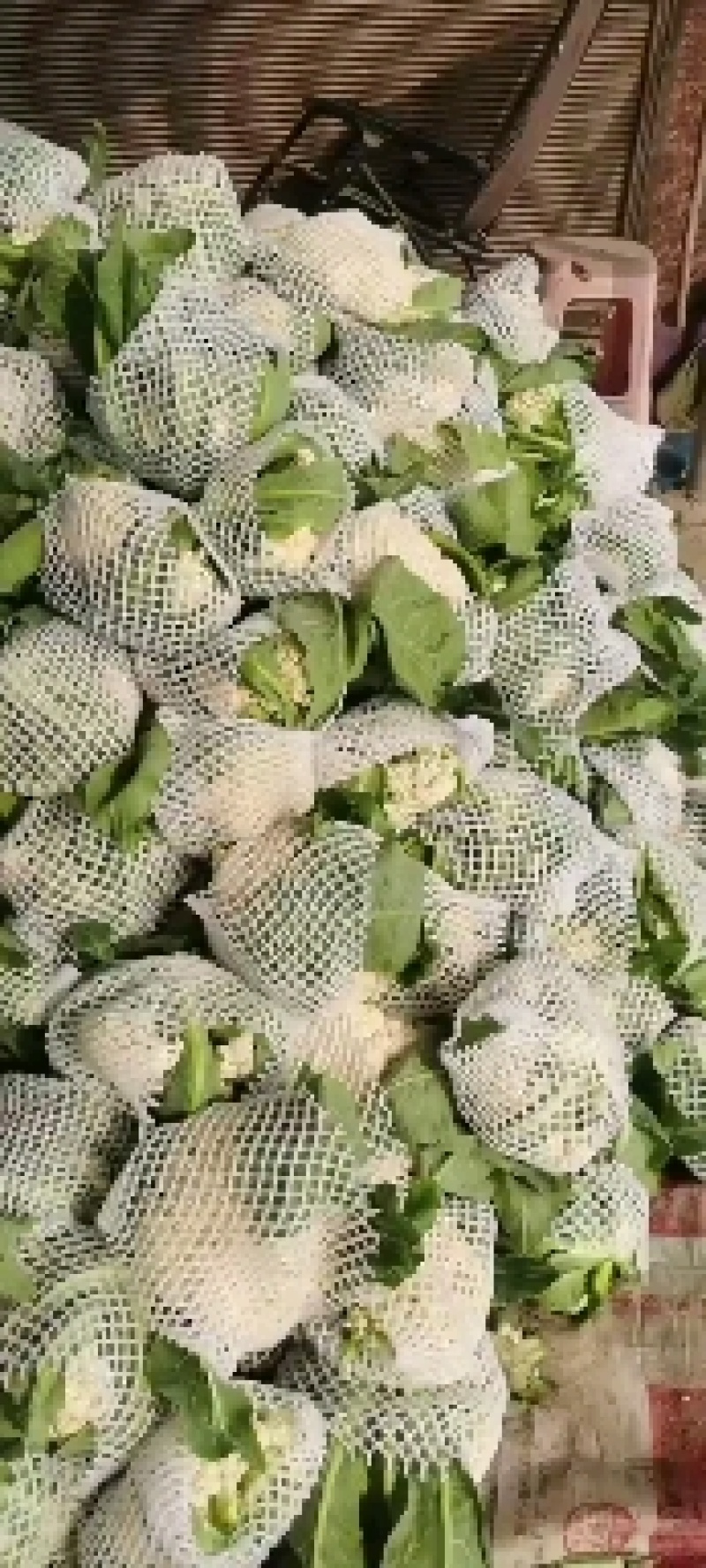花菜白面青梗松花菜河南菜花规格大产地直发量大优惠
