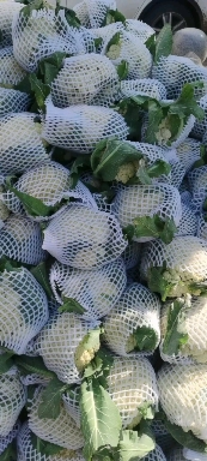 花菜白面青梗松花菜河南菜花规格大产地直发量大优惠