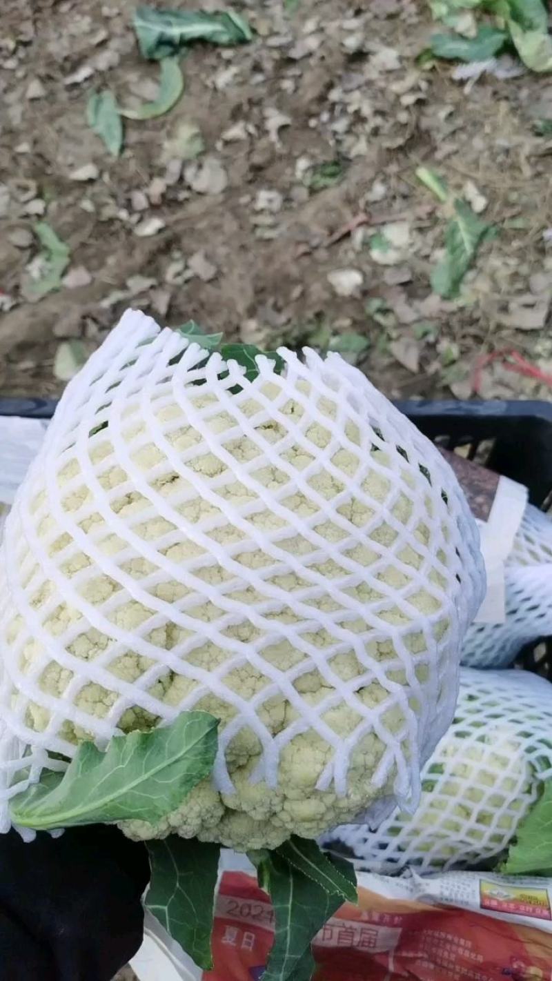 花菜白面青梗松花菜河南菜花规格大产地直发量大优惠