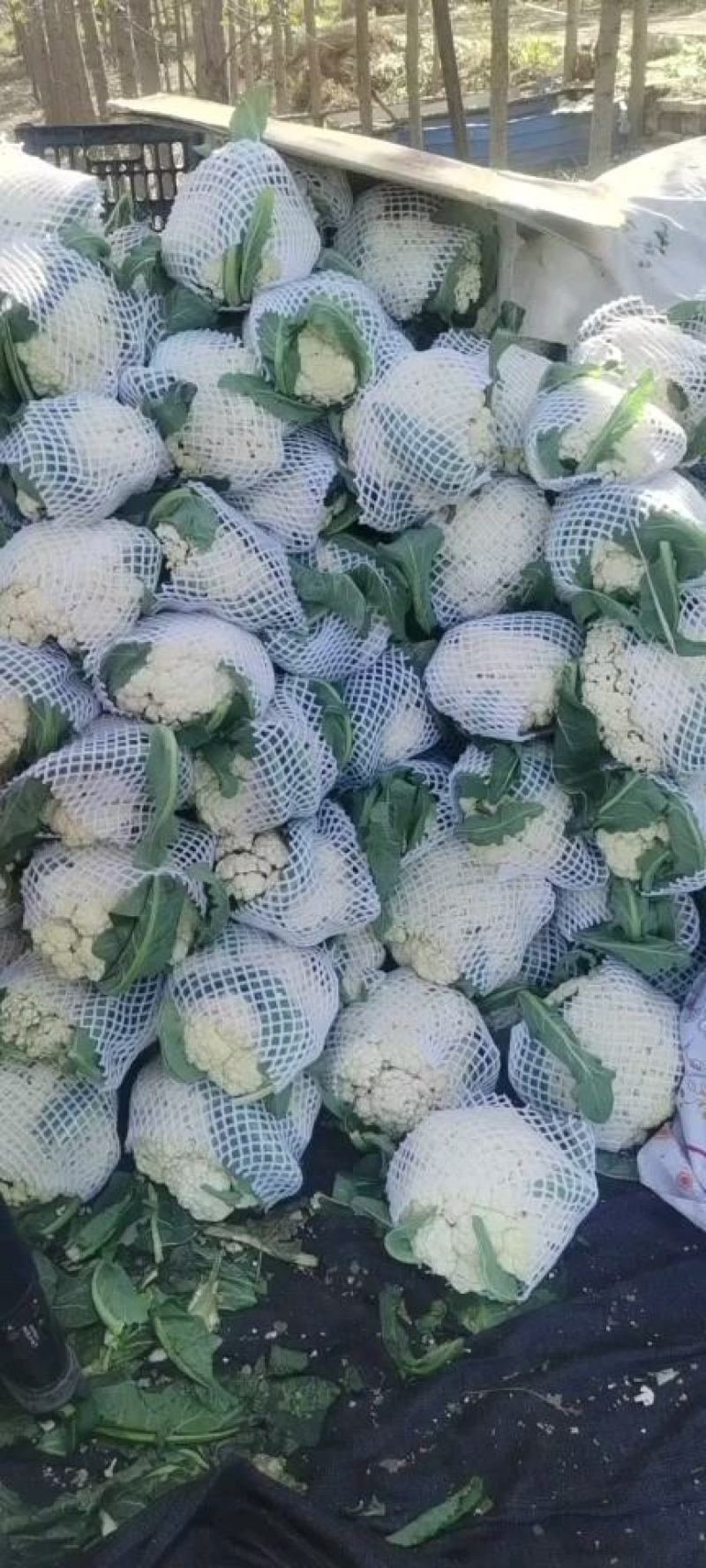 花菜白面青梗松花菜河南菜花规格大产地直发量大优惠