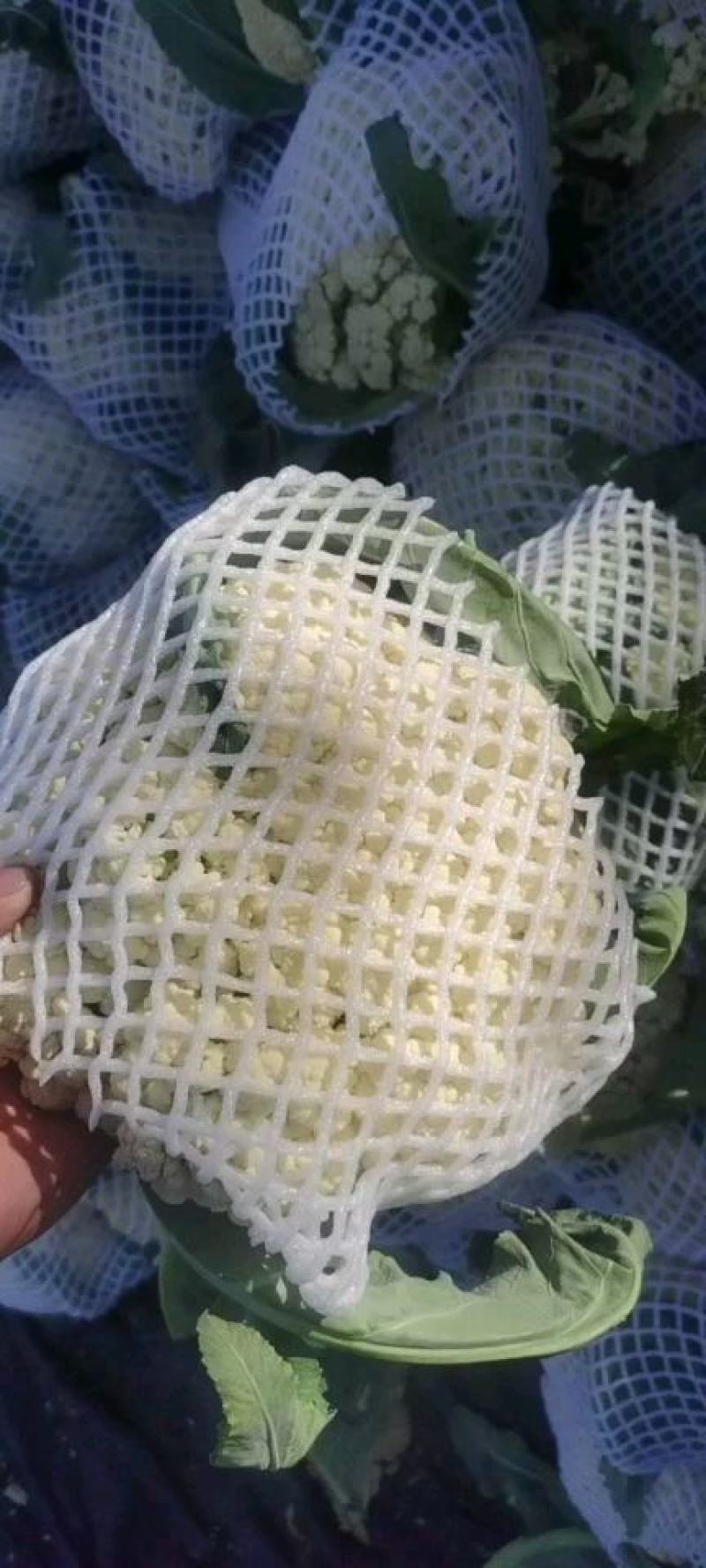 花菜白面青梗松花菜河南菜花规格大产地直发量大优惠