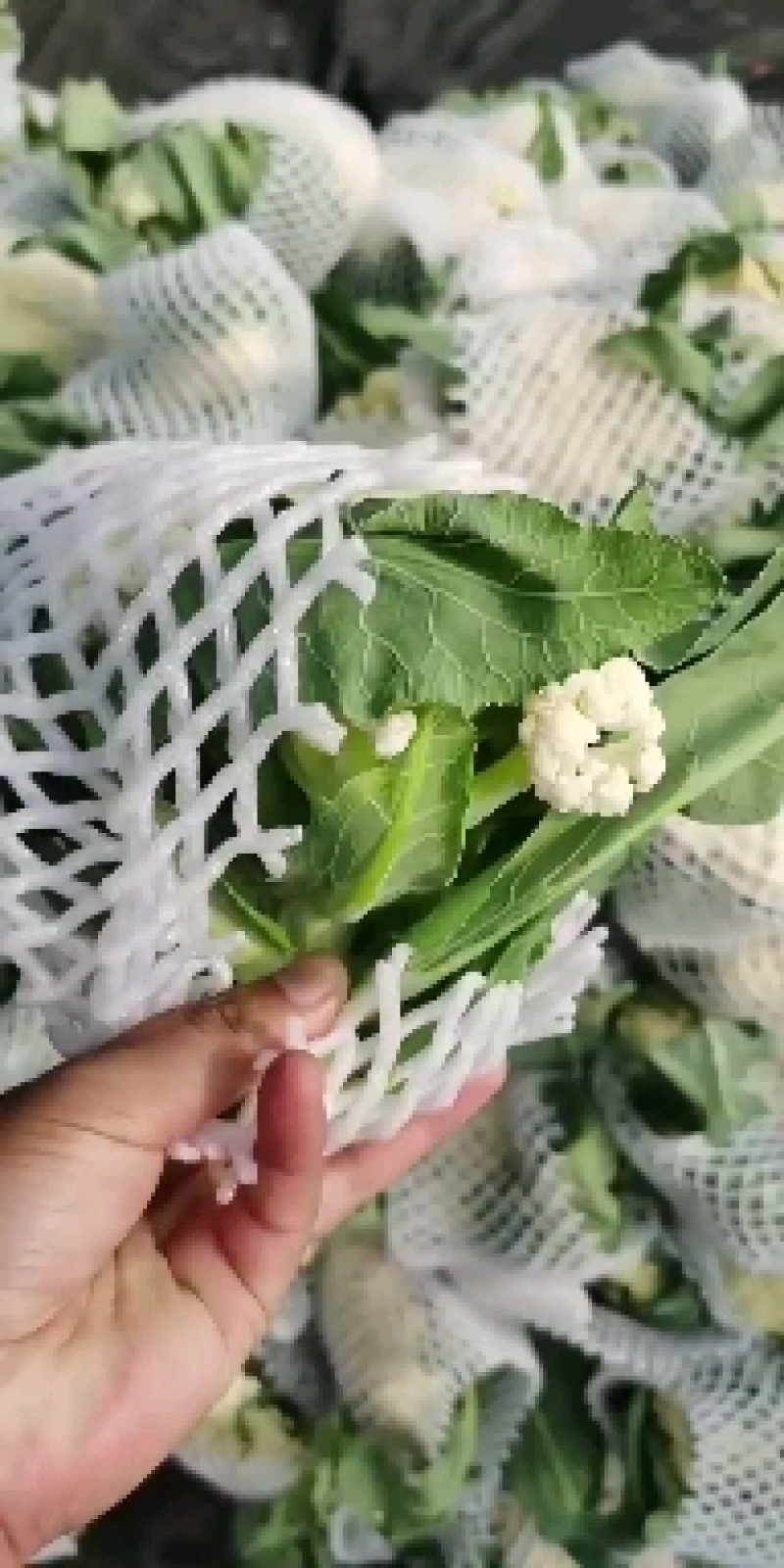 花菜白面青梗松花菜河南菜花规格大产地直发量大优惠