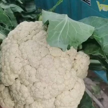 花菜白面青梗松花菜河南菜花规格大产地直发量大优惠
