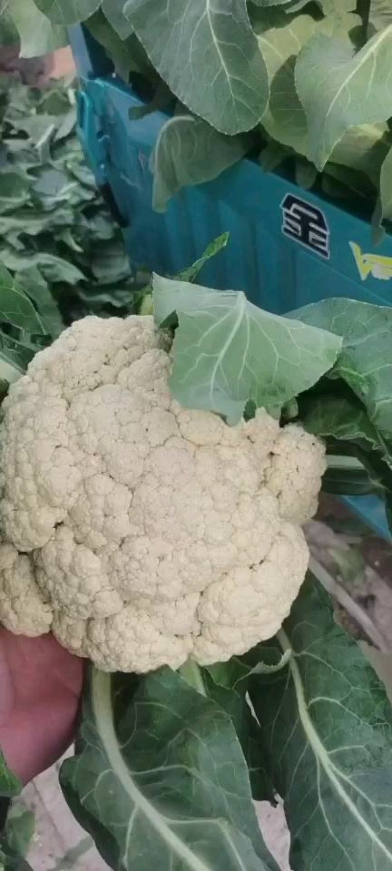 花菜白面青梗松花菜河南菜花规格大产地直发量大优惠