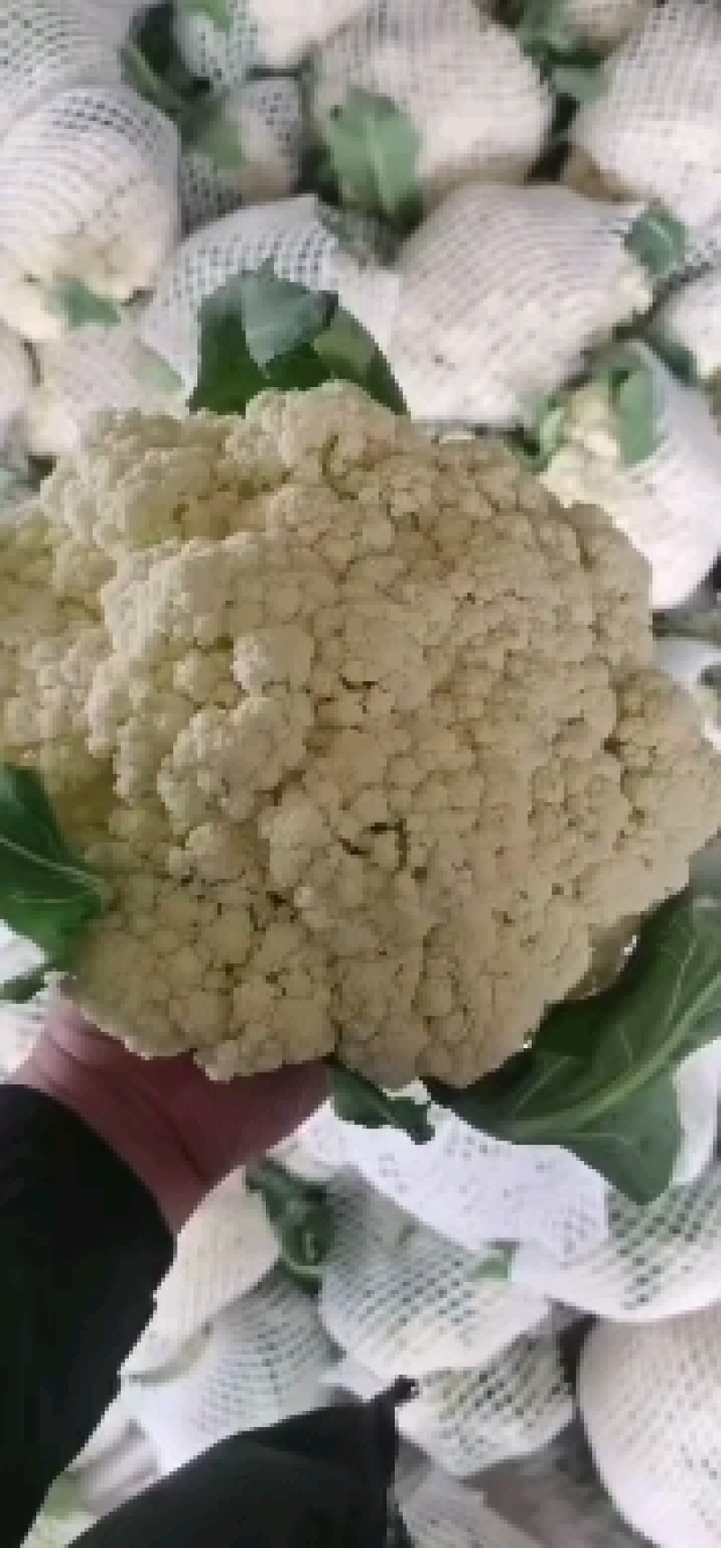 花菜白面青梗松花菜河南菜花规格大产地直发量大优惠