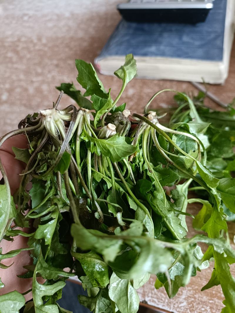 速冻荠菜，精品荠菜，东台荠菜，野生荠菜，野生荠菜。