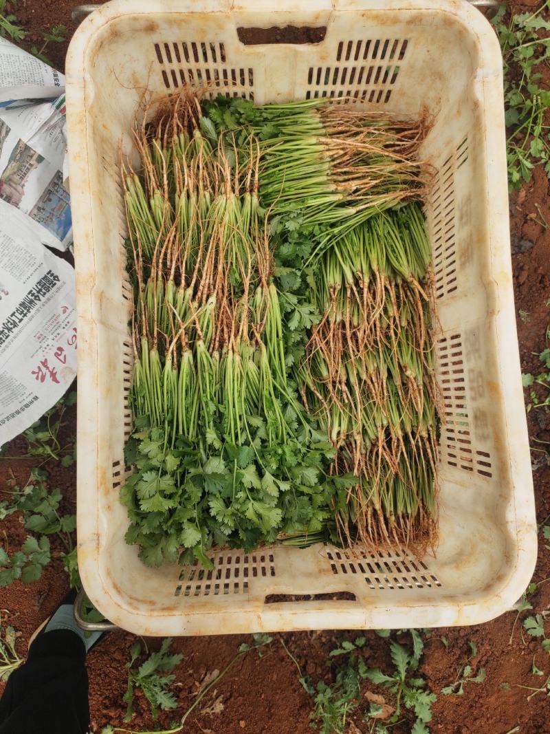 云南精品香菜精品大叶香菜产地直发，规格齐全，量大从优