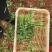 云南精品香菜精品大叶香菜产地直发，规格齐全，量大从优