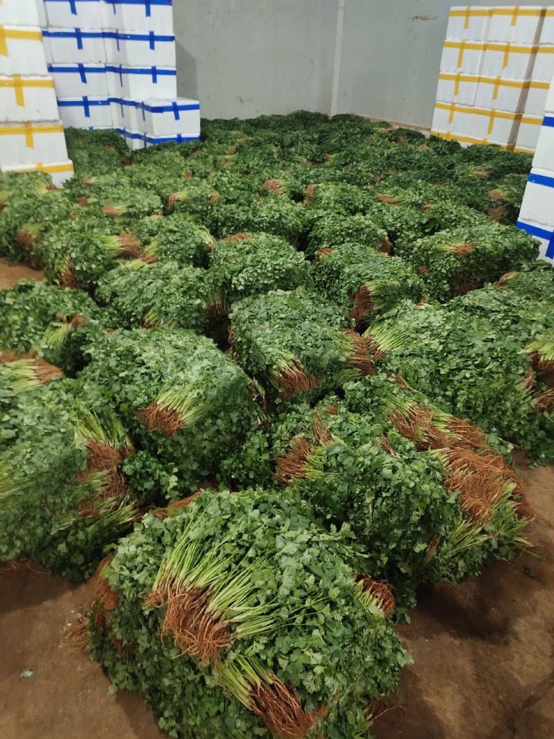 云南精品香菜精品大叶香菜产地直发，规格齐全，量大从优