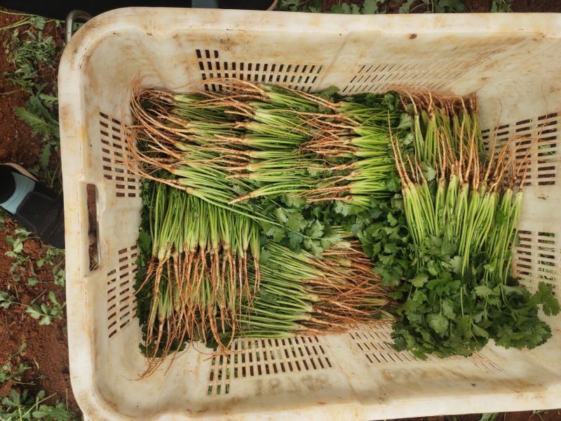 云南精品香菜精品大叶香菜产地直发，规格齐全，量大从优