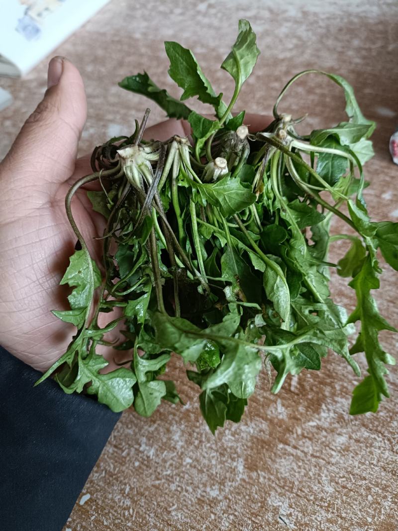 速冻荠菜，精品荠菜，东台荠菜，野生荠菜，野生荠菜。