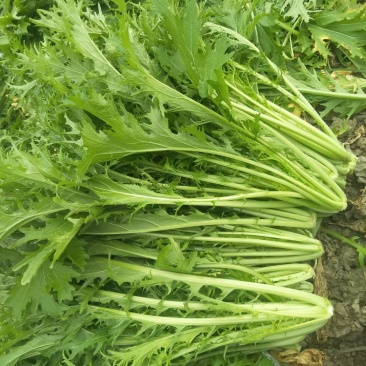 雪里红现摘现卖湖北蔬菜基地直供新口感脆爽