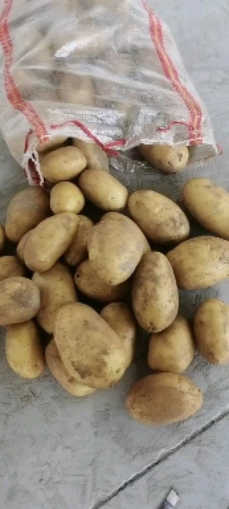 【牛商】通许土豆精品土豆希森V7品种齐全量大