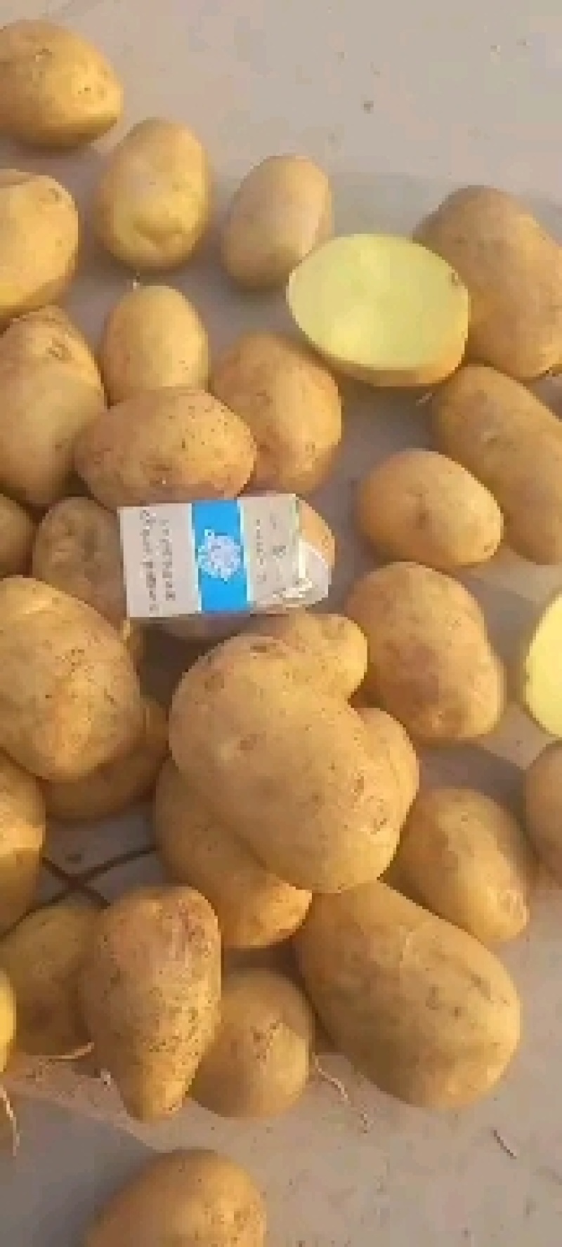 【牛商】通许土豆精品土豆希森V7品种齐全量大
