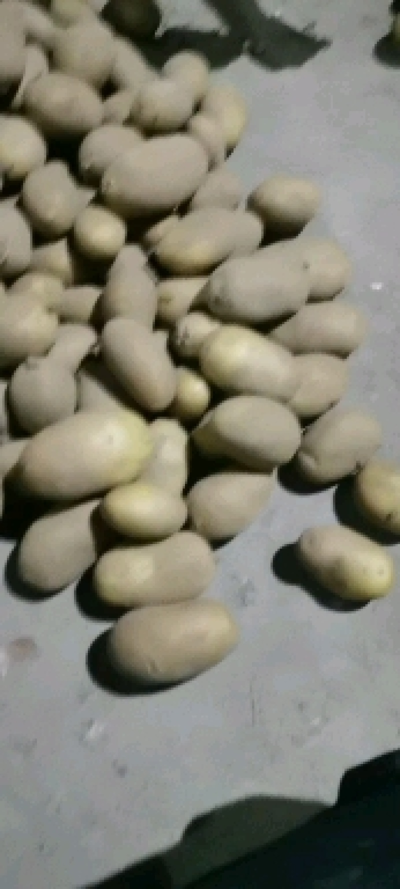 【牛商】通许土豆精品土豆希森V7品种齐全量大