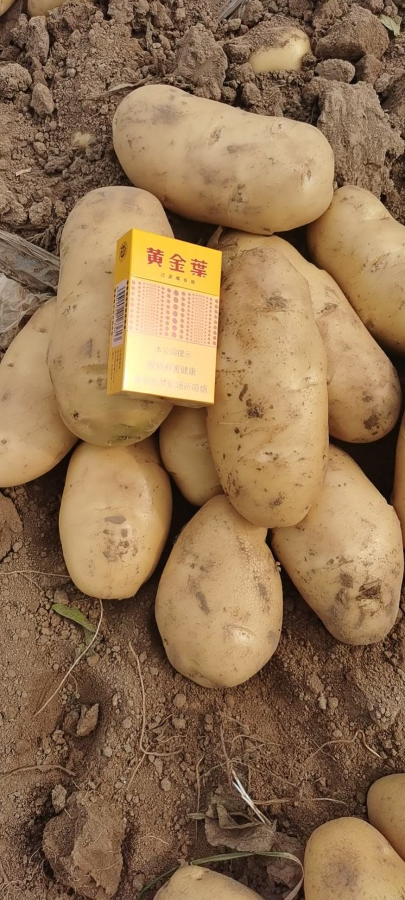 【牛商】通许土豆精品土豆希森V7品种齐全量大