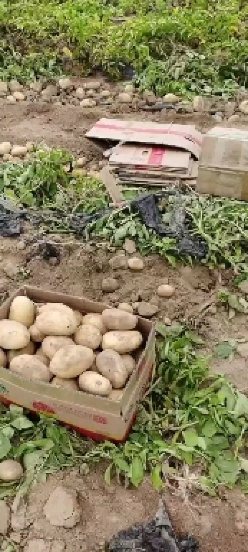【牛商】通许土豆精品土豆希森V7品种齐全量大