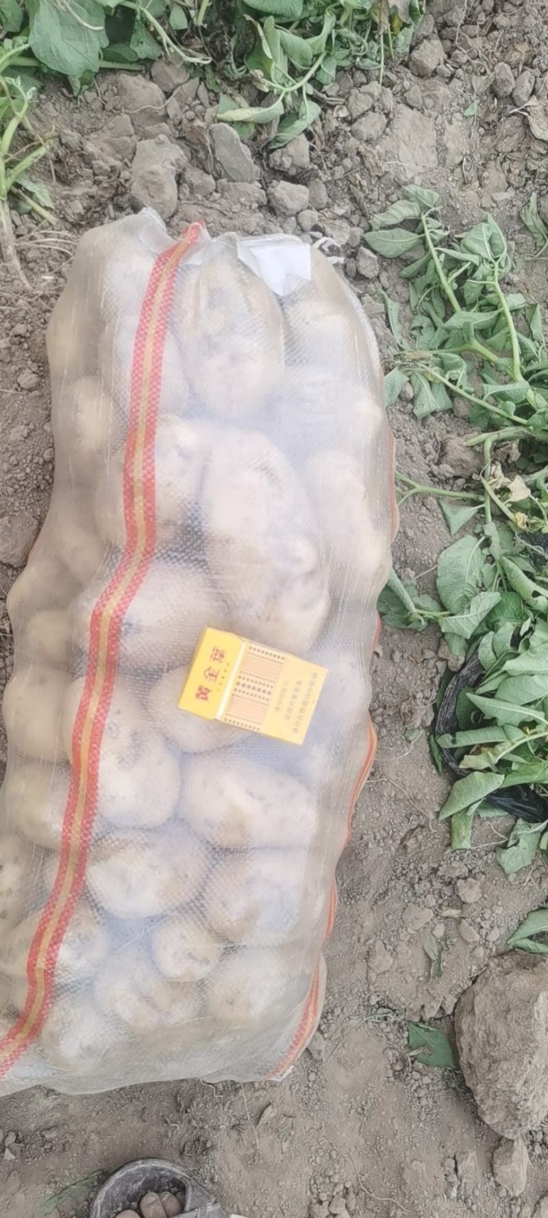 【牛商】通许土豆精品土豆希森V7品种齐全量大
