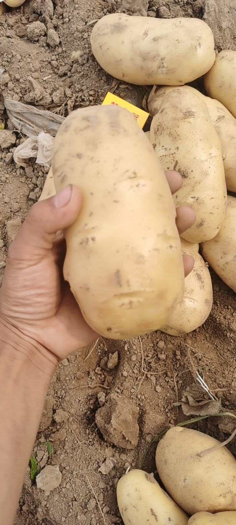 【牛商】通许土豆精品土豆希森V7品种齐全量大