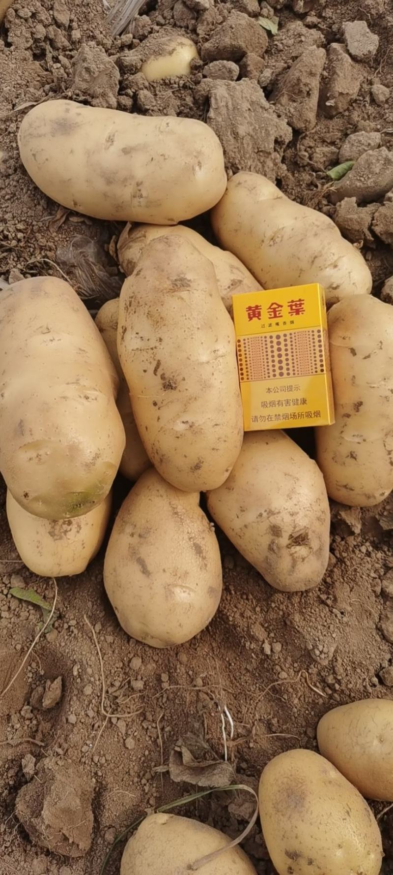 【牛商】通许土豆精品土豆希森V7品种齐全量大