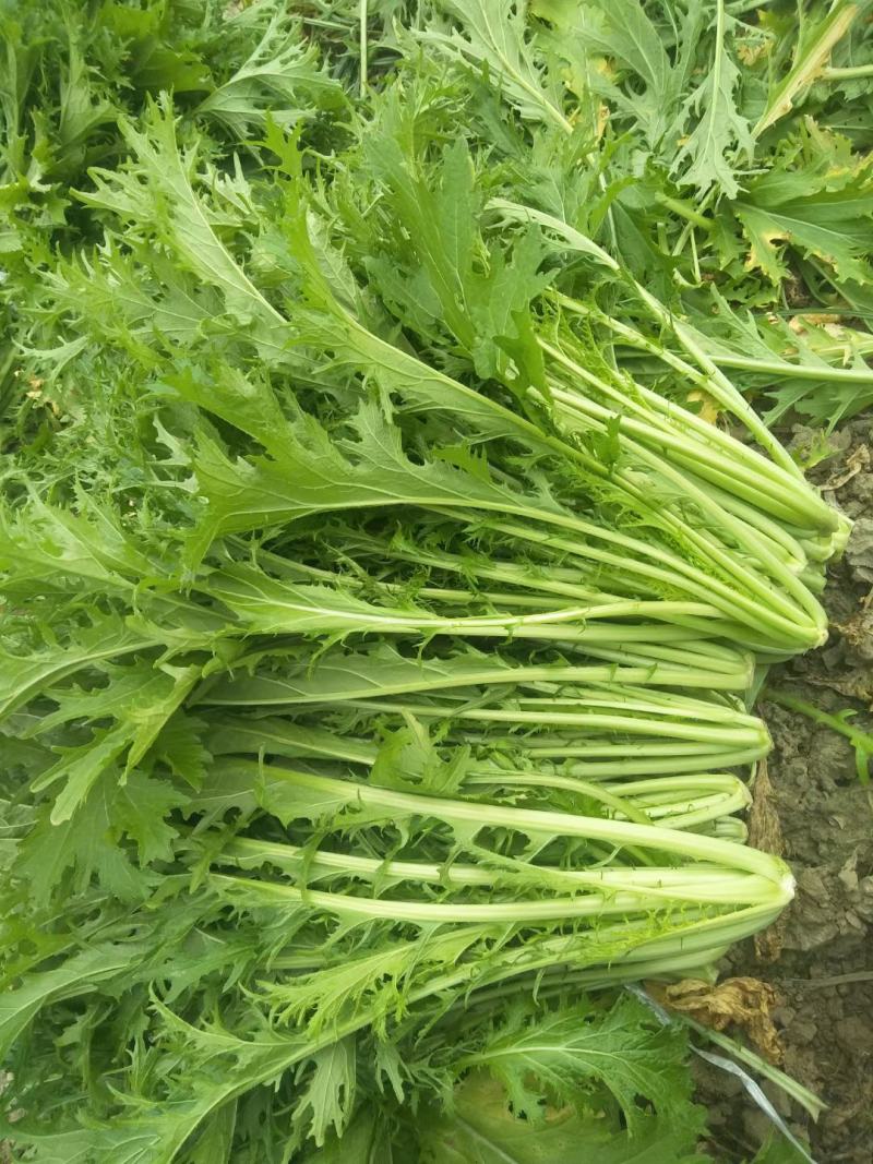 雪里红现摘现卖湖北蔬菜基地直供新口感脆爽