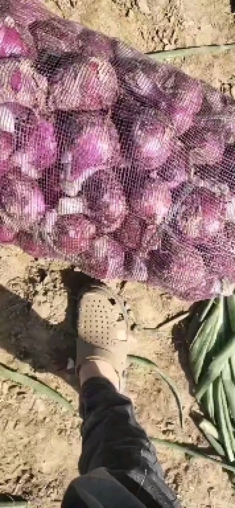 红洋葱，紫洋葱，大量供应一手货源货源充足需要联系