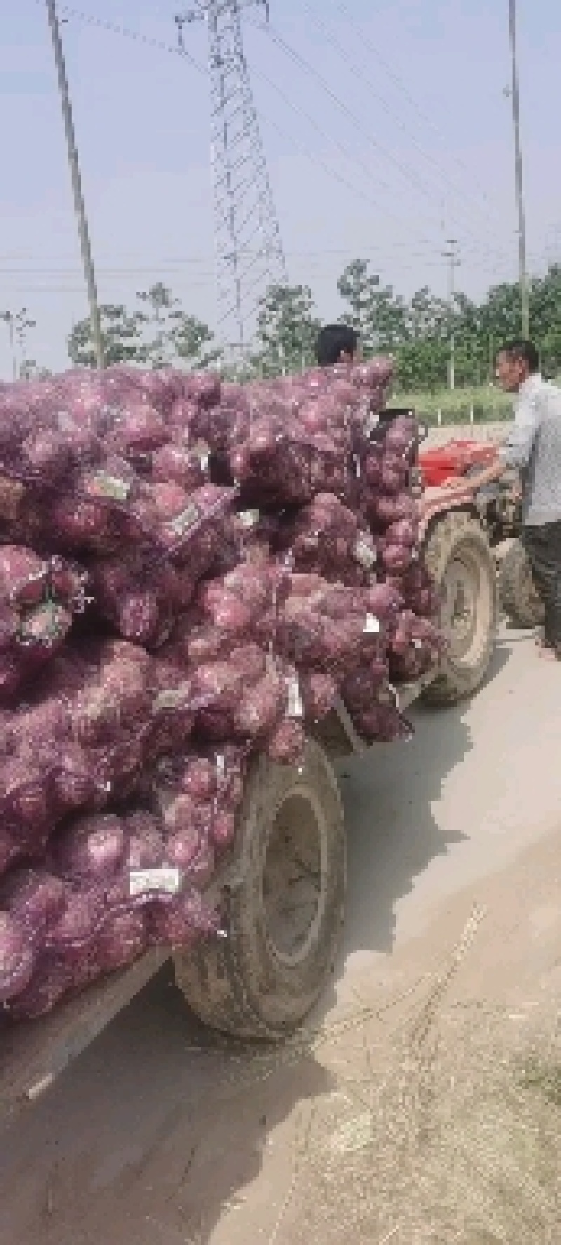 红洋葱，紫洋葱，大量供应一手货源货源充足需要联系