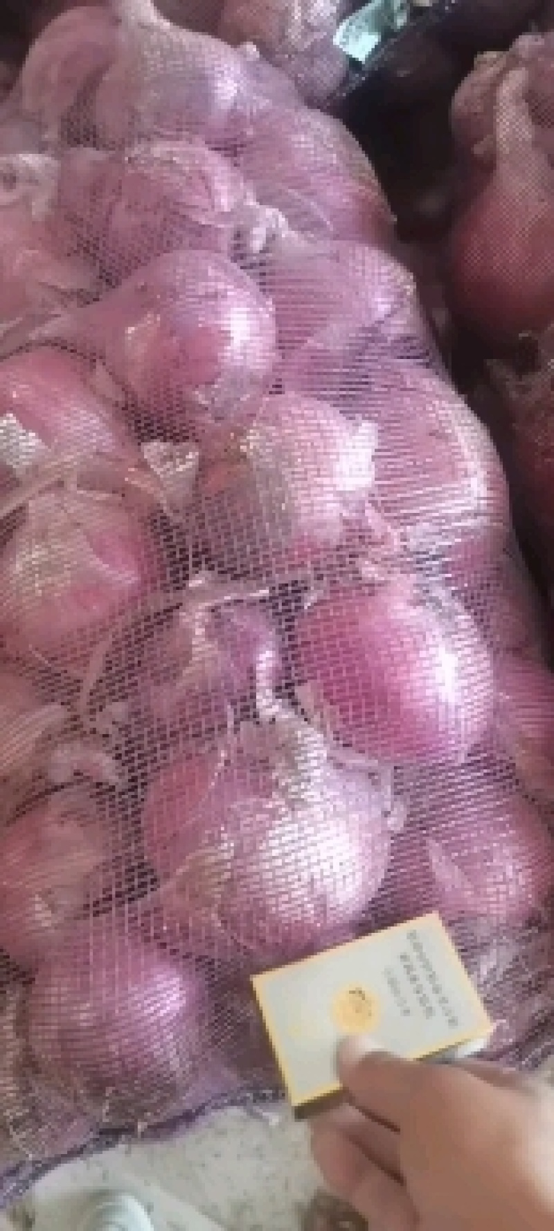 红洋葱，紫洋葱，大量供应一手货源货源充足需要联系
