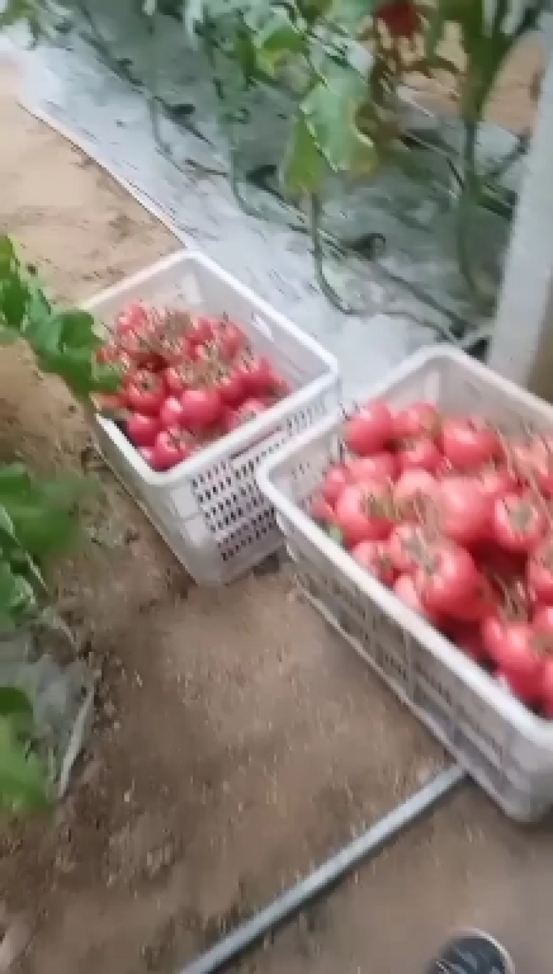 西红柿山东省蔬菜基地大量上市，供应全国各大商超电商