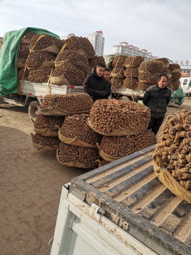 当归无硫地道当归岷县基地现货可视频看货欢迎下单