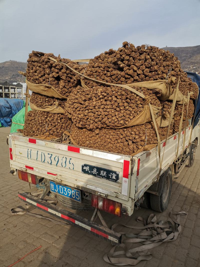 当归无硫地道当归岷县基地现货可视频看货欢迎下单