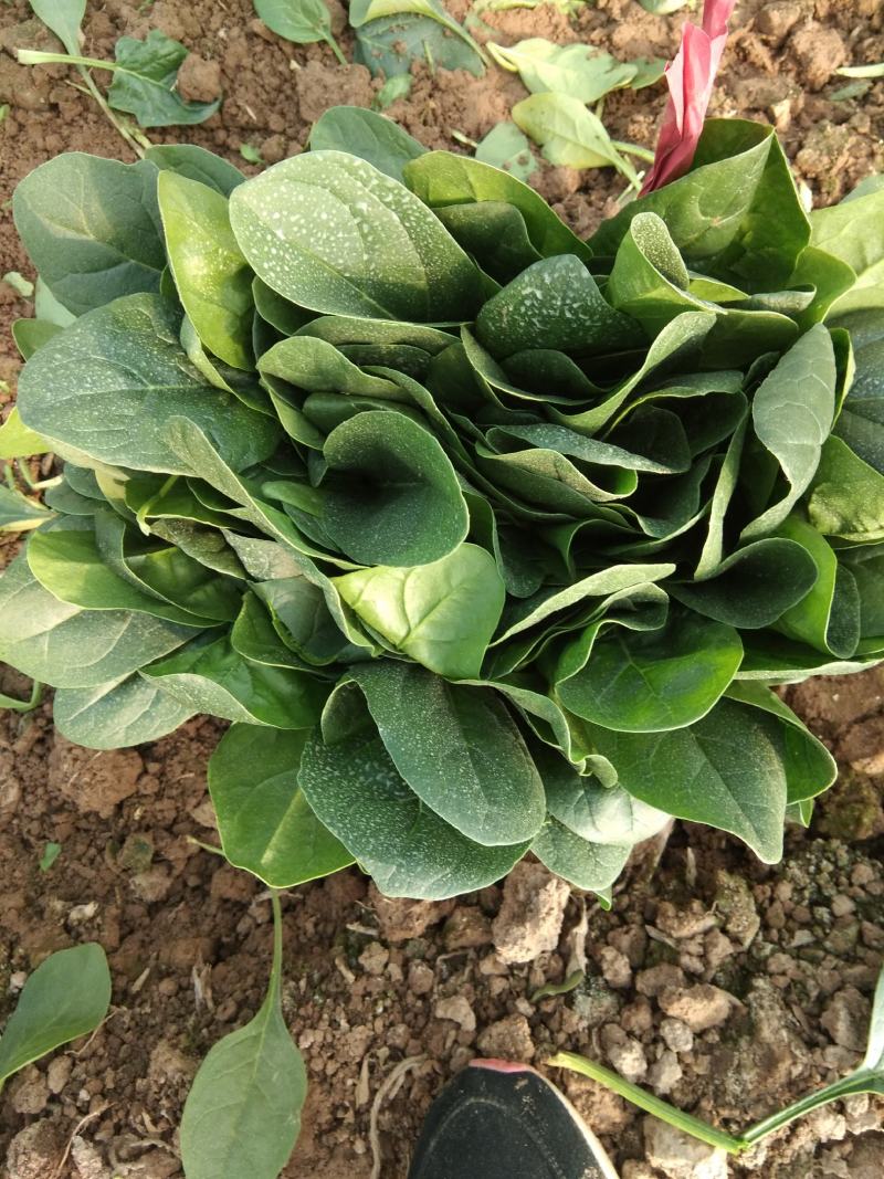 河南焦作精品大叶菠菜，25到30公分，大棚，陆地都有货