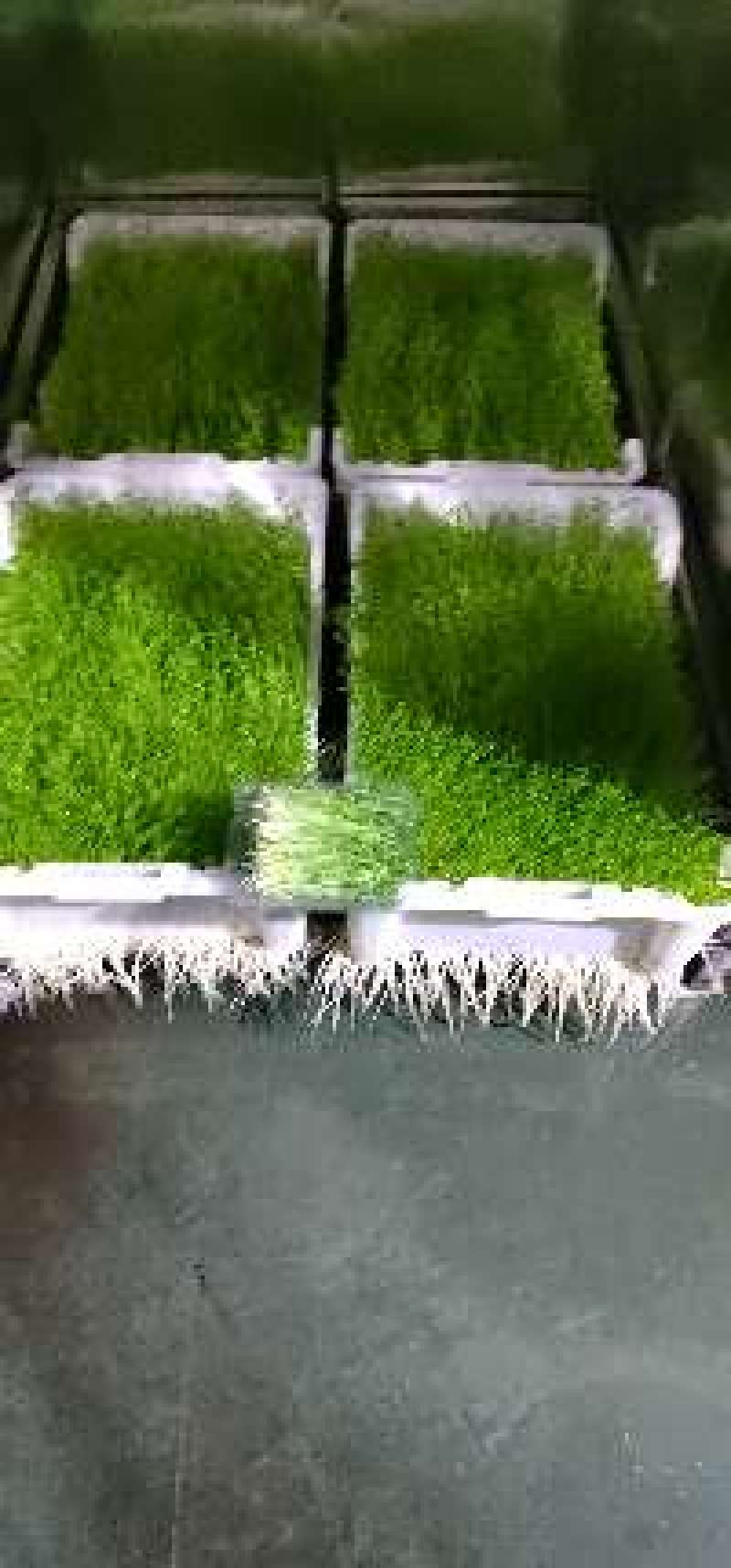 豌豆苗