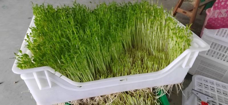 豌豆苗