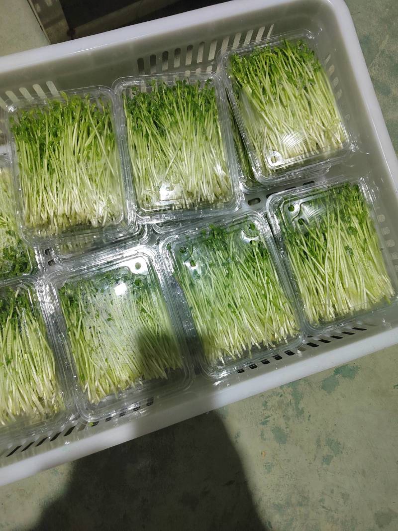 豌豆苗