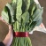 山东精品大叶菠菜，基地直销新鲜采摘一手货源全国供应