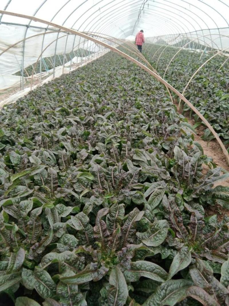 精品莴苣红莴笋产地自家种植一手货源大量上市价格不高